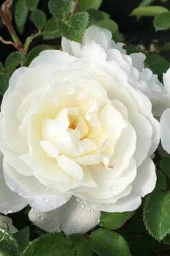 Cloud 10 Climbing Rose - 3 Gallon Pot 11 Cloud 10 Climbing Rose - 3 Gallon Pot -Wilson Bros Gardens Shop Rose Cloud 10 1