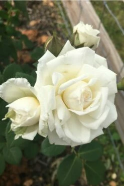 Cloud 10 Climbing Rose - 3 Gallon Pot 12 Cloud 10 Climbing Rose - 3 Gallon Pot -Wilson Bros Gardens Shop Rose Cloud 10 10