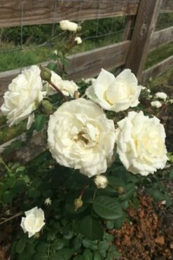 Cloud 10 Climbing Rose - 3 Gallon Pot 13 Cloud 10 Climbing Rose - 3 Gallon Pot -Wilson Bros Gardens Shop Rose Cloud 10 11