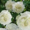 Cloud 10 Climbing Rose - 3 Gallon Pot