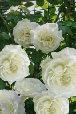 Cloud 10 Climbing Rose - 3 Gallon Pot