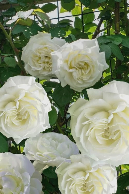 Cloud 10 Climbing Rose - 3 Gallon Pot 1 Cloud 10 Climbing Rose - 3 Gallon Pot