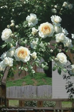 Cloud 10 Climbing Rose - 3 Gallon Pot 10 Cloud 10 Climbing Rose - 3 Gallon Pot -Wilson Bros Gardens Shop Rose Cloud 10 4