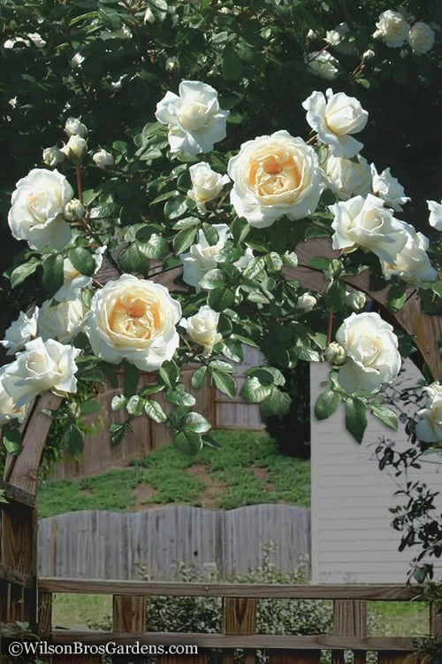 Cloud 10 Climbing Rose - 3 Gallon Pot 4 Cloud 10 Climbing Rose - 3 Gallon Pot - Image 4