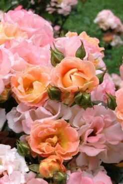 Peach Drift Groundcover Rose - 3 Gallon Pot -Wilson Bros Gardens Shop Rose Drift Peach 22