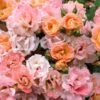 Peach Drift Groundcover Rose - 3 Gallon Pot