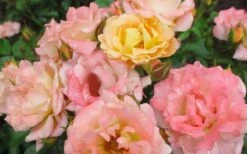 Peach Drift Groundcover Rose - 3 Gallon Pot -Wilson Bros Gardens Shop Rose Drift Peach