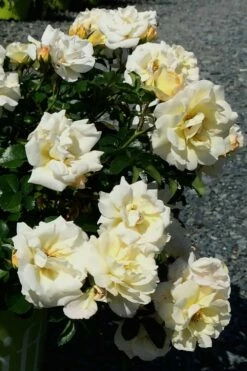Popcorn Drift Groundcover Rose - 3 Gallon Pot -Wilson Bros Gardens Shop Rose Drift Popcorn 10 2