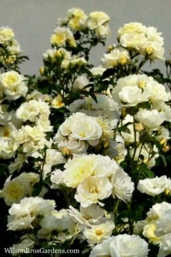 Popcorn Drift Groundcover Rose - 3 Gallon Pot -Wilson Bros Gardens Shop Rose Drift Popcorn 16 2