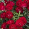 Red Drift Groundcover Rose - 3 Gallon Pot