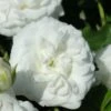 White Drift Rose - 3 Gallon Pot