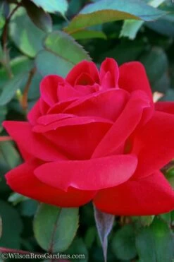 Red Double Knock Out Rose - 3 Gallon Pot -Wilson Bros Gardens Shop Rose Knock Out Double Red 10 3