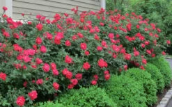 Original Red Knock Out Rose - 3 Gallon Pot -Wilson Bros Gardens Shop Rose Knock Out Original 51