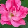 Swamp Rose (Rosa Palustris) - 3 Pack Of 1.5 Quart Pots