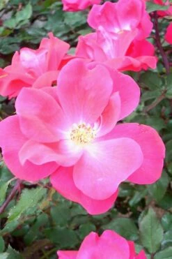 Swamp Rose (Rosa Palustris) - 3 Pack Of 1.5 Quart Pots -Wilson Bros Gardens Shop Rose Knock Out Pink 6 1