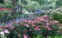 Pink Knock Out Rose - 3 Gallon Pot -Wilson Bros Gardens Shop Rose Knock Out Pink 8 2