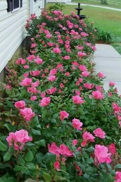 Pink Knock Out Rose - 3 Gallon Pot -Wilson Bros Gardens Shop Rose Knock Out Pink 9 2