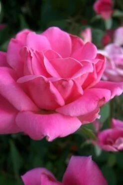 Pink Double Knock Out Rose - 3 Gallon Pot -Wilson Bros Gardens Shop Rose Knock Out Pink Double 10 2