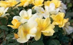 Sunny Yellow Knock Out Rose - 1 Gallon Pot -Wilson Bros Gardens Shop Rose Knock Out Sunny 11