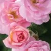 Peachy Knock Out Rose - 3 Gallon Pot