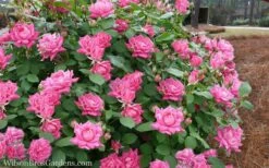 Pink Double Knock Out Rose - 3 Gallon Pot -Wilson Bros Gardens Shop Rose Knockout Pink Double 21 2