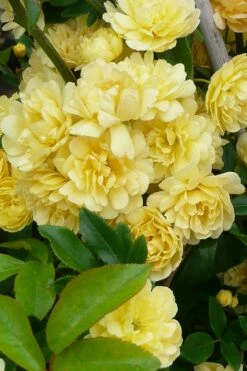 Lady Banks Yellow Rose - 3 Gallon Pot -Wilson Bros Gardens Shop Rose Lady Banks Yellow 20 2