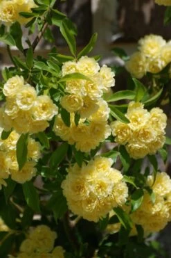 Lady Banks Yellow Rose - 1 Gallon Pot 14 Lady Banks Yellow Rose - 1 Gallon Pot -Wilson Bros Gardens Shop Rose Lady Banks Yellow 21