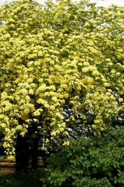 Lady Banks Yellow Rose - 2 Gallon Pot -Wilson Bros Gardens Shop Rose Lady Banks Yellow 25 3