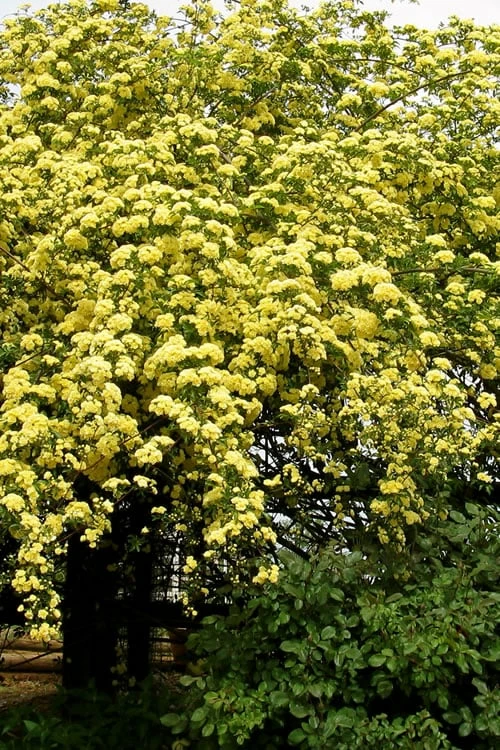 Lady Banks Yellow Rose - 1 Gallon Pot 4 Lady Banks Yellow Rose - 1 Gallon Pot - Image 4