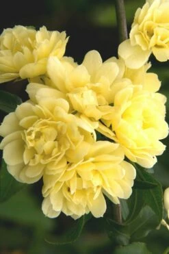 Lady Banks Yellow Rose - 2 Gallon Pot -Wilson Bros Gardens Shop Rose Lady Banks Yellow 27 3