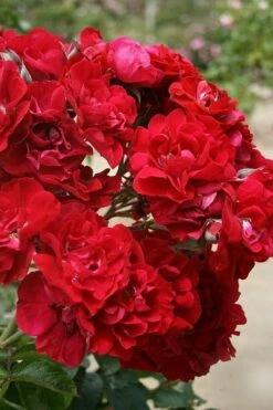 Linda Campbell Hybrid Rugosa Rose - 3 Gallon Pot