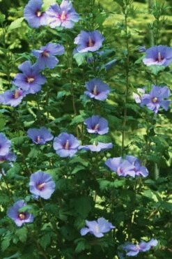 Blue Satin Rose Of Sharon - Hibiscus - Althea - 3 Gallon Pot -Wilson Bros Gardens Shop Rose Of Sharon Blue Satin 11