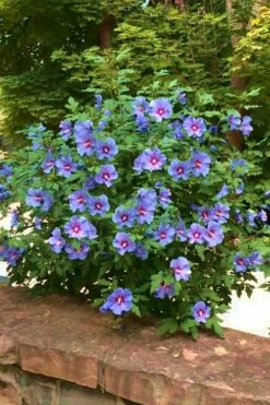 Blue Satin Rose Of Sharon - Hibiscus - Althea - 3 Gallon Pot -Wilson Bros Gardens Shop Rose Of Sharon Blue Satin 16