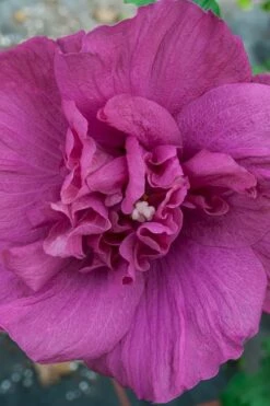 Magenta Chiffon Rose Of Sharon (Hibiscus Syriacus) - 5 Gallon Pot -Wilson Bros Gardens Shop Rose Of Sharon Magenta Chiffon 4