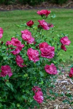 Magenta Chiffon Rose Of Sharon - Hibiscus Syriacus - 3 Gallon Pot -Wilson Bros Gardens Shop Rose Of Sharon Magenta Chiffon 6 1