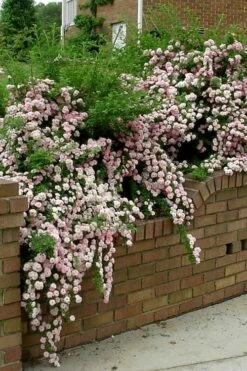 Petite Pink Scotch Miniature Rose - 1 Gallon Pot 12 Petite Pink Scotch Miniature Rose - 1 Gallon Pot -Wilson Bros Gardens Shop Rose Petite Scotch Pink 10