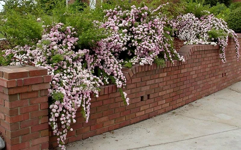 Petite Pink Scotch Miniature Rose - 1 Gallon Pot 5 Petite Pink Scotch Miniature Rose - 1 Gallon Pot - Image 5