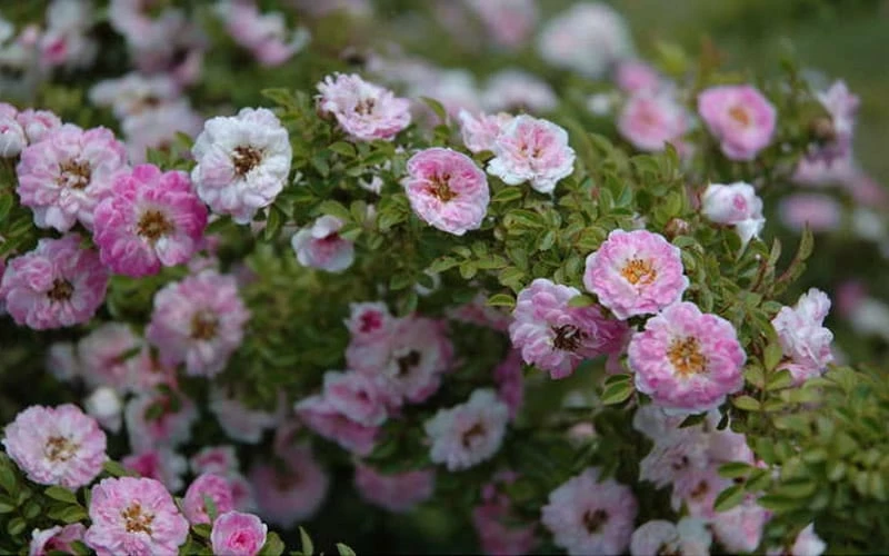 Petite Pink Scotch Miniature Rose - 1 Gallon Pot 7 Petite Pink Scotch Miniature Rose - 1 Gallon Pot - Image 7