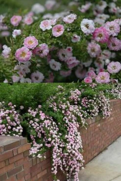 Petite Pink Scotch Miniature Rose - 1 Gallon Pot