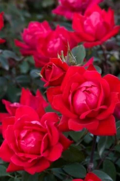 Red Double Knock Out Rose - 3 Gallon Pot -Wilson Bros Gardens Shop Rose Red Double Knockout BS 3