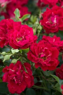 Red Drift Groundcover Rose - 1 Gallon Pot -Wilson Bros Gardens Shop Rose Red Drift BS 1