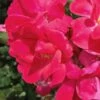 Original Red Knock Out Rose - 3 Gallon Pot