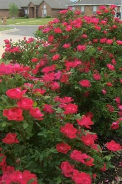 Original Red Knock Out Rose - 3 Gallon Pot -Wilson Bros Gardens Shop Rose Red Knock Out 12