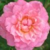 Sunrosa Fragrant Pink Dwarf Shrub Rose - 1 Gallon Pot