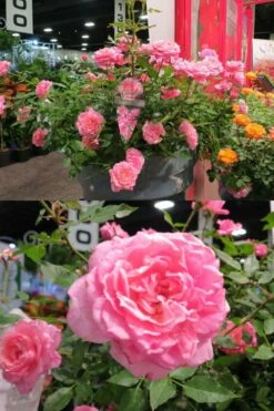 Sunrosa Fragrant Pink Dwarf Shrub Rose - 1 Gallon Pot -Wilson Bros Gardens Shop Rose Sunrosa Fragrant Pink 50