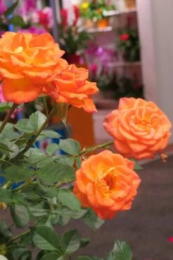 Sunrosa Orange Delight Dwarf Shrub Rose - 1 Gallon Pot -Wilson Bros Gardens Shop Rose Sunrosa Orange Delight 50
