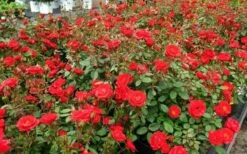 Sunrosa Red Dwarf Shrub Rose - 1 Gallon Pot -Wilson Bros Gardens Shop Rose Sunrosa Red 1