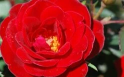 Sunrosa Red Dwarf Shrub Rose - 1 Gallon Pot -Wilson Bros Gardens Shop Rose Sunrosa Red 2