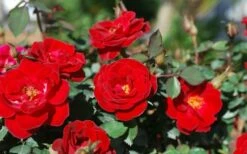 Sunrosa Red Dwarf Shrub Rose - 1 Gallon Pot -Wilson Bros Gardens Shop Rose Sunrosa Red
