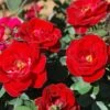 Sunrosa Red Dwarf Shrub Rose - 1 Gallon Pot